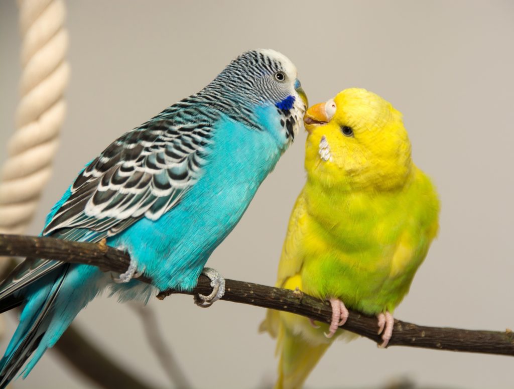 PERICA AUSTRALIANA HEMBRA Y MACHO (PAREJA)