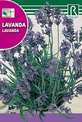 SEMILLA LAVANDA ROCALBA