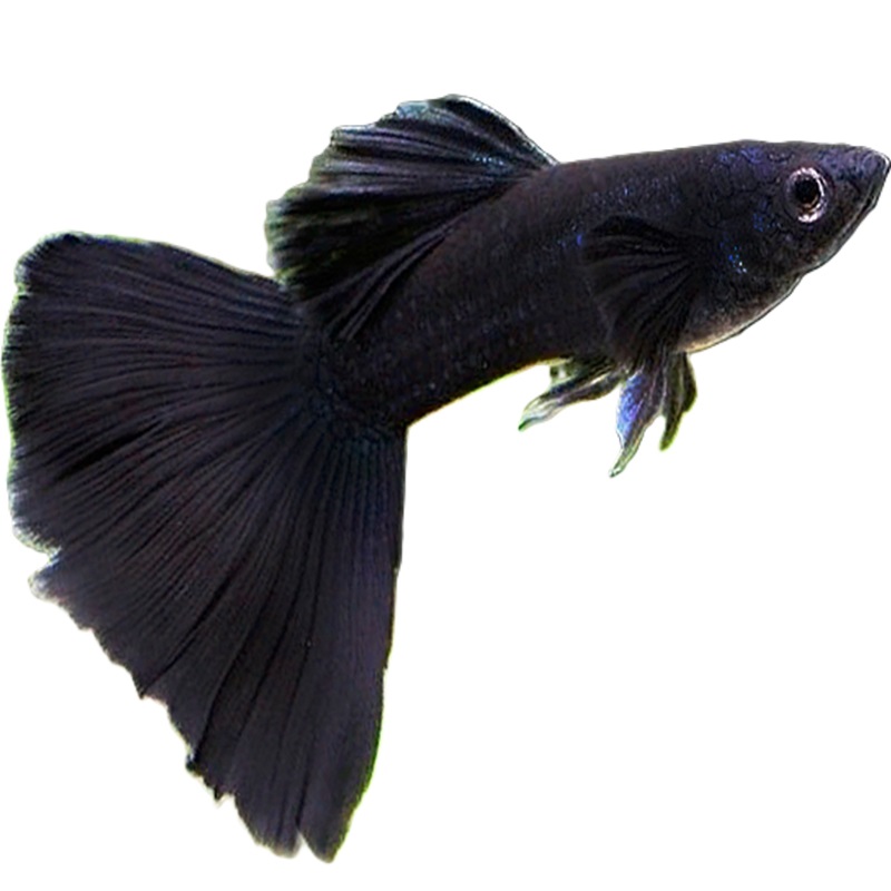 PEZ GUPPY FULL BLACK 1 UNIDAD