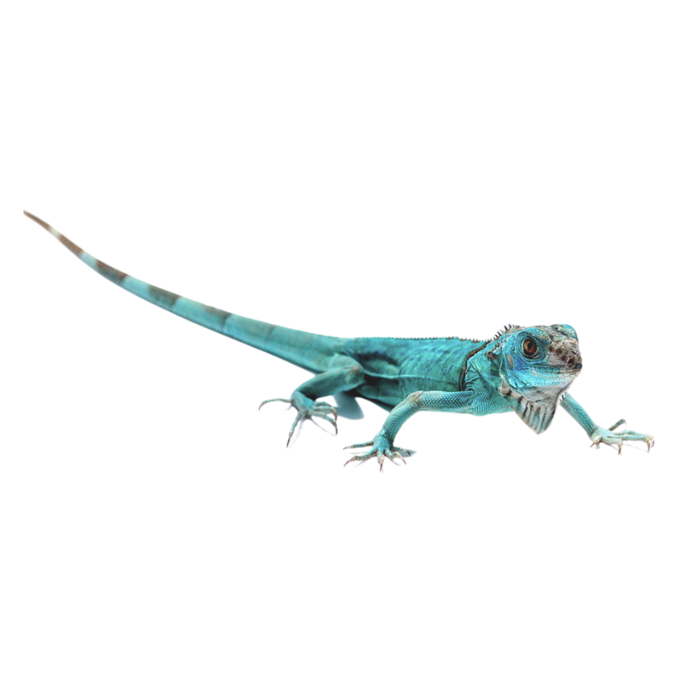 IGUANA AZUL BEBE