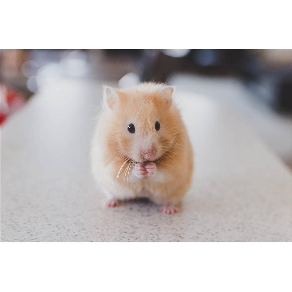 HAMSTER DORADO