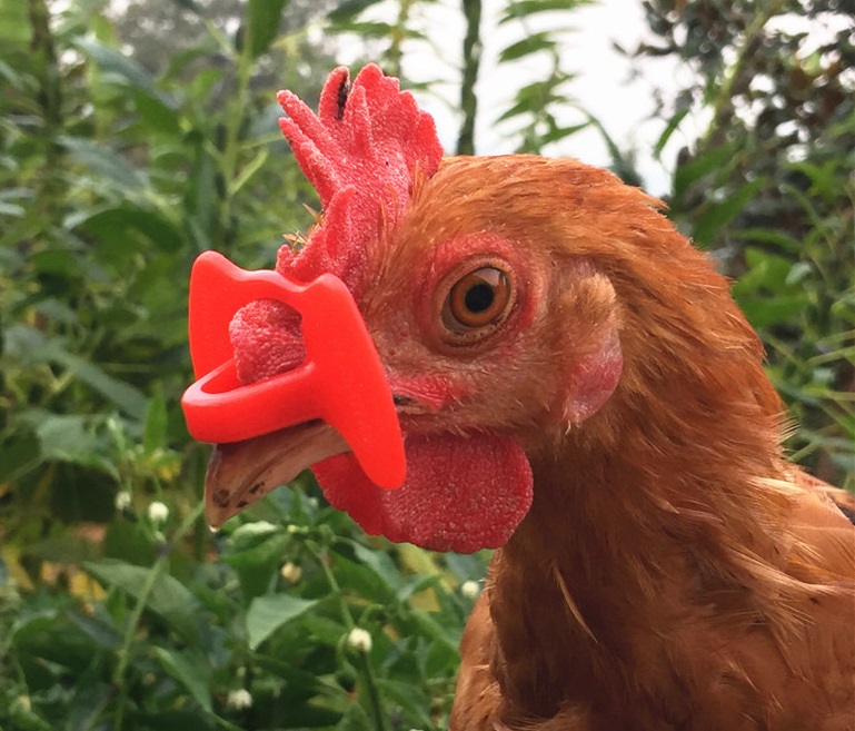 LENTES PARA GALLINA O GALLO