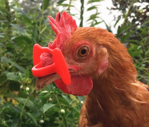 [ANI03] LENTES PARA GALLINA O GALLO