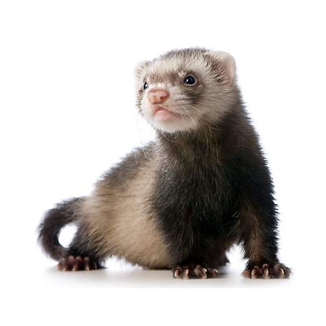 HURON FERRET 1 UNIDAD