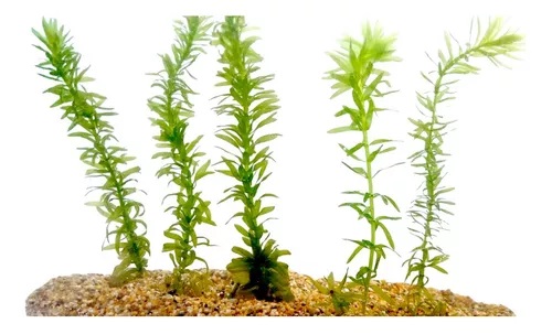 PLANTA ELODEA x 1 UNIDAD