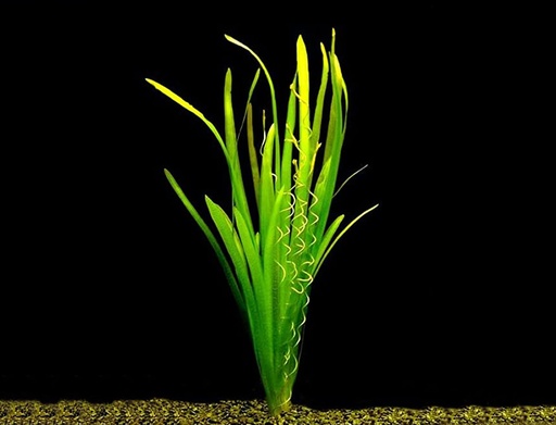 PLANTA VALLISNERIA 1 UNIDAD