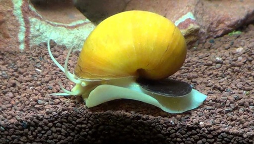 CARACOL DE AGUA DULCE 